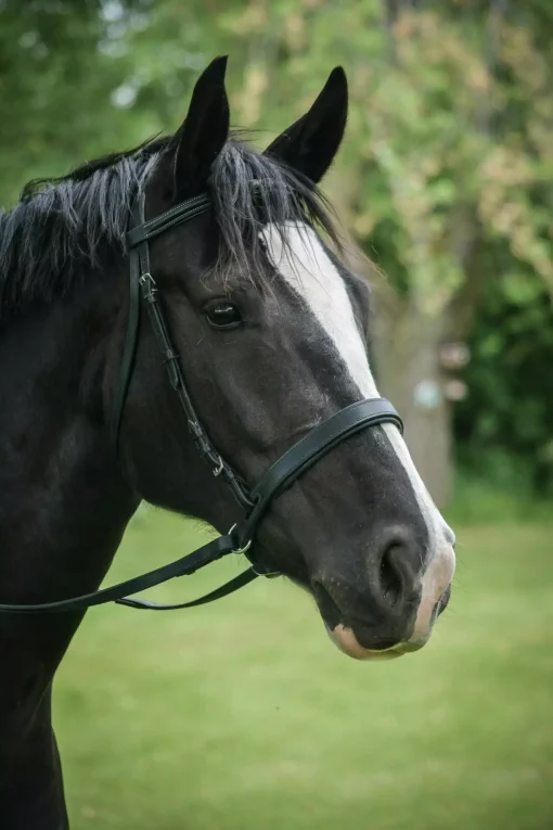 EZ Harmony Bitless Noseband Converter