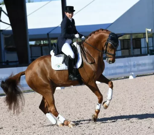 Flexible Filly Splint Boot - Image 2