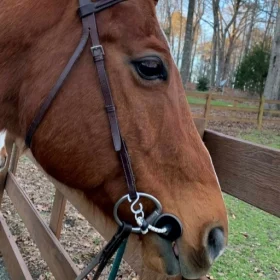 Tack and Accessories