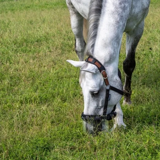 Flexible Filly Grazing Muzzle - Image 2